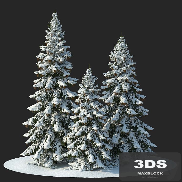 Winter spruces (Winter spruces)