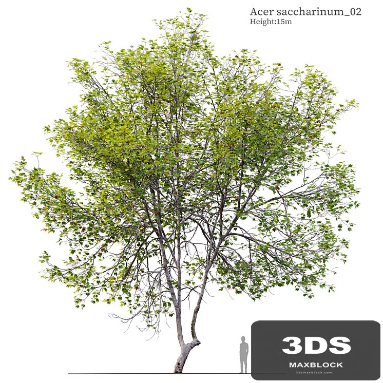 Acer Saccharinum 02