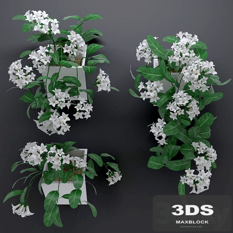 Trudging stephanotis plant abundantly blooming