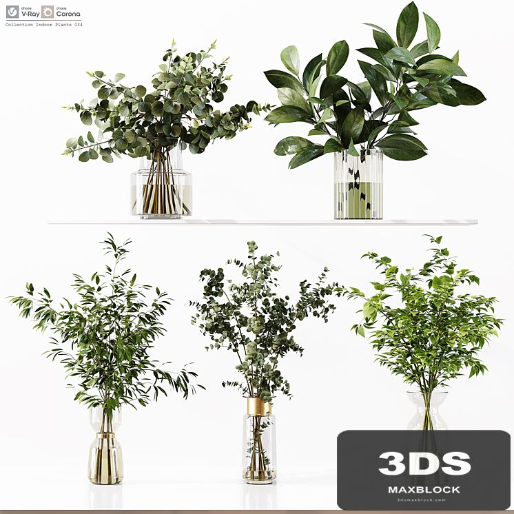 Collection Indoor Plants 034