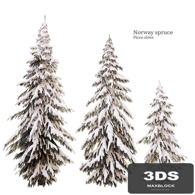 winter norway spruce