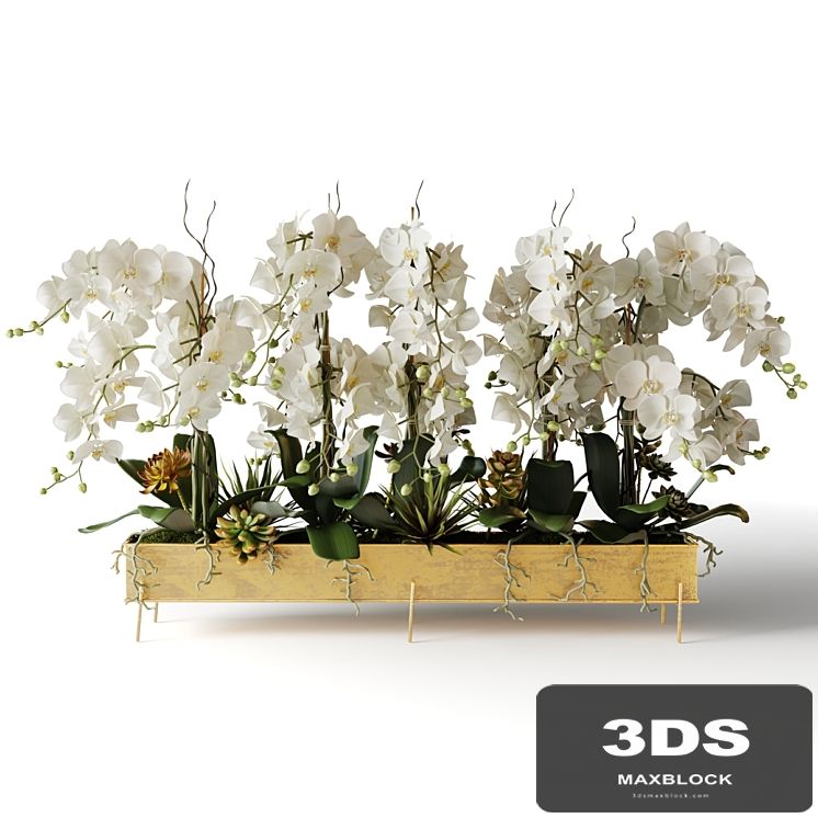 White orchids in a long metal pot