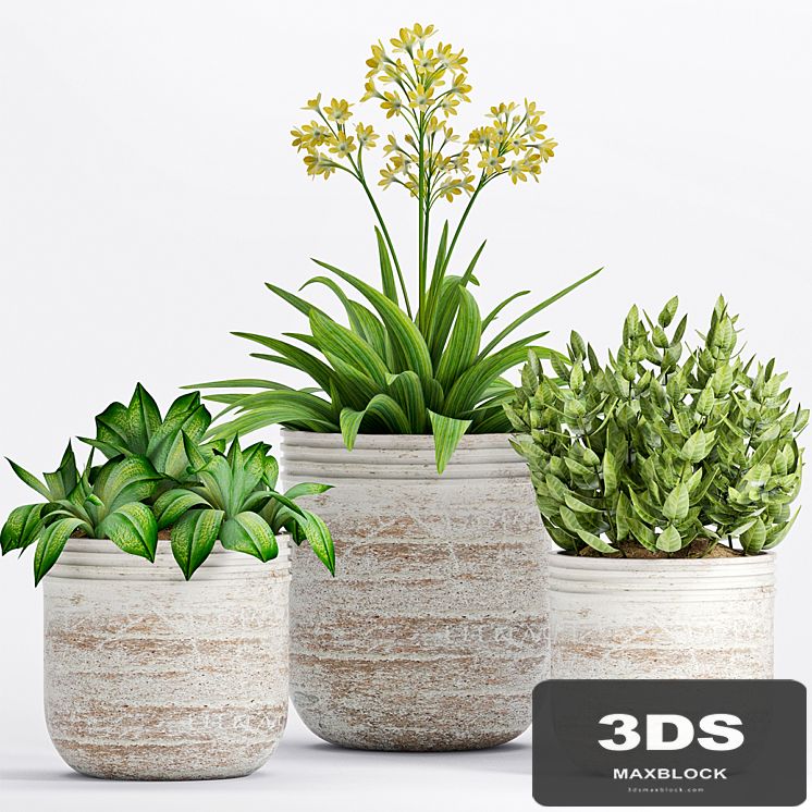 PLANT -19