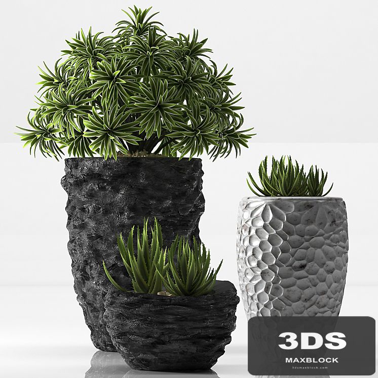 PLANTS 31