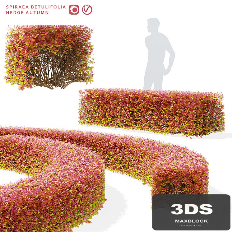 Spiraea birch-leaved hedge | Spiraea betulifolia autumn
