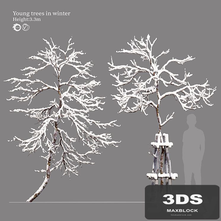 winter young trees