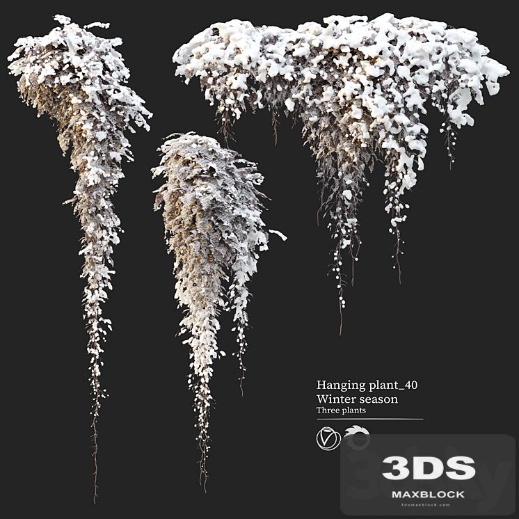 Hanging plant 40
