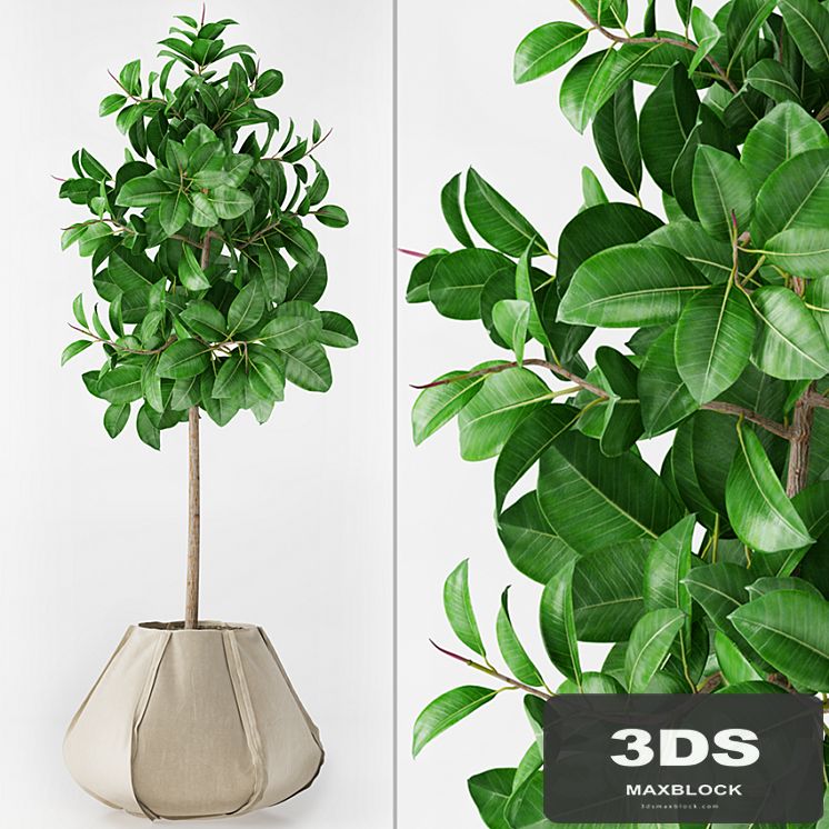Ficus Elastica