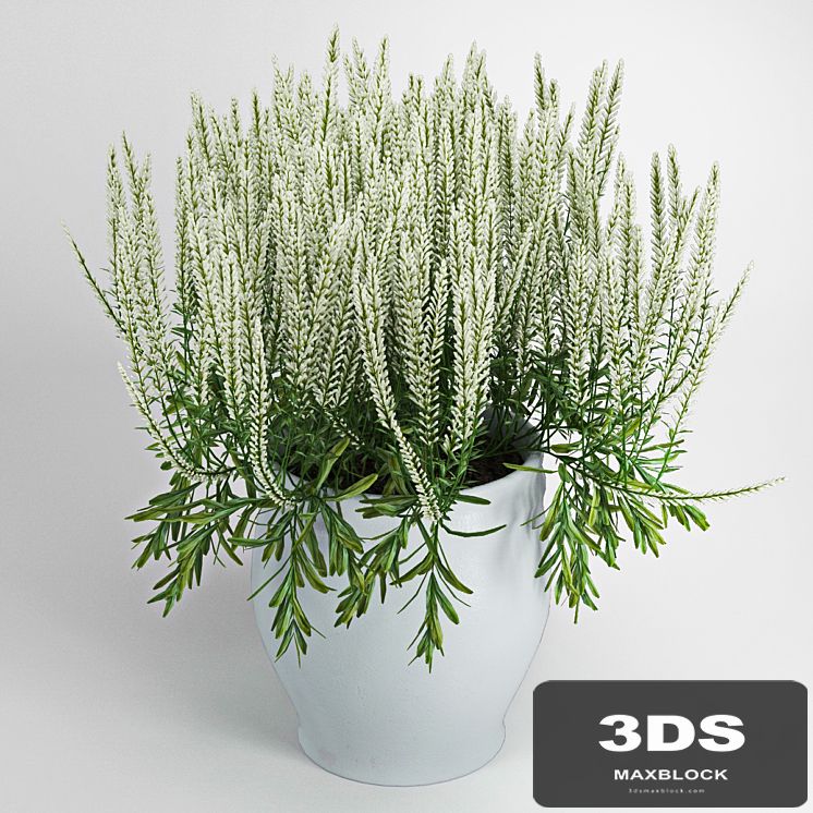Plant