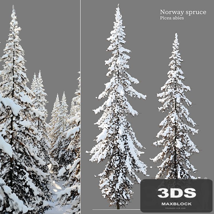 Winter Norway Spruce 02
