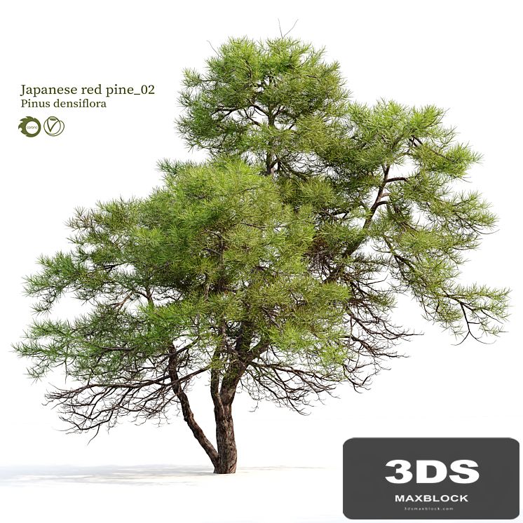 Japanese red pine 02