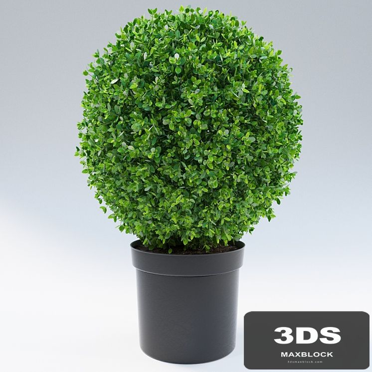 bush