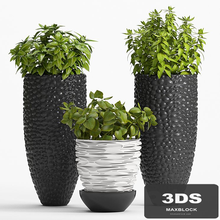 PLANT -20