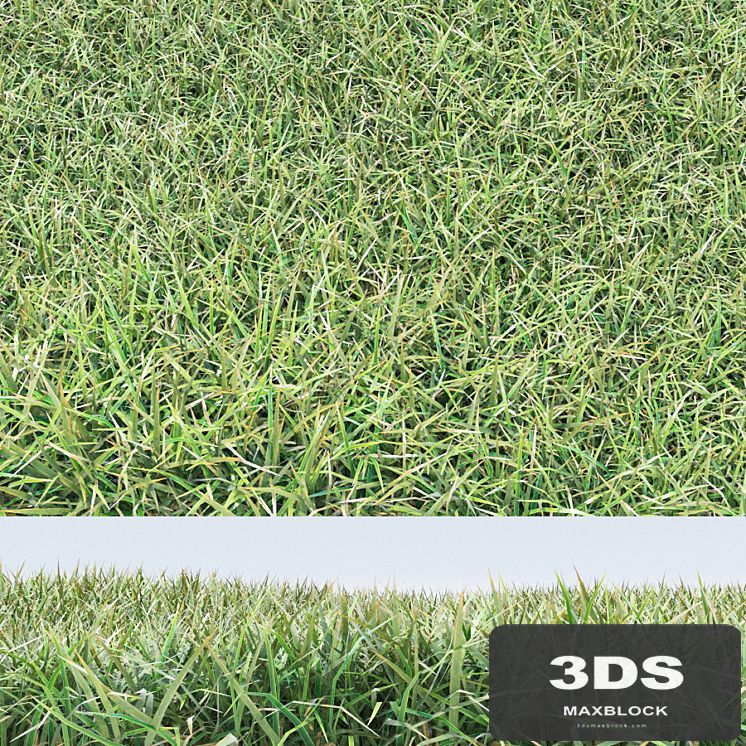 grass