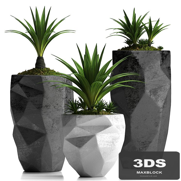 PLANTS 33
