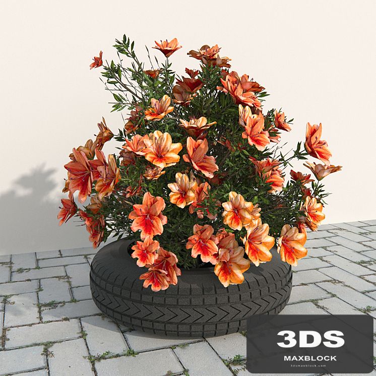 flowerbed red azaleas