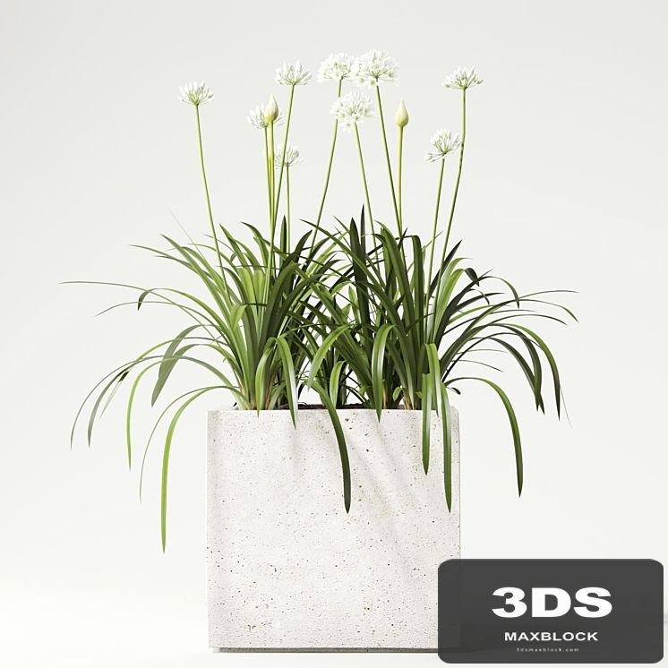 plant