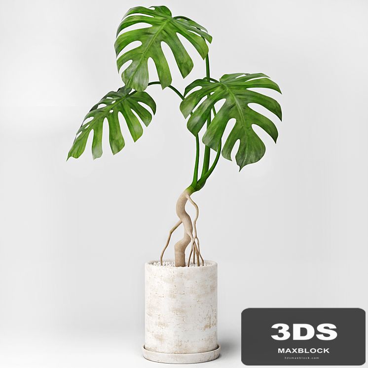 Monstera