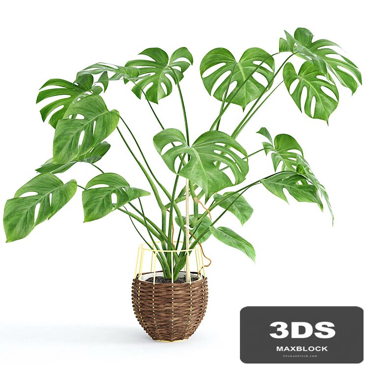 Monstera