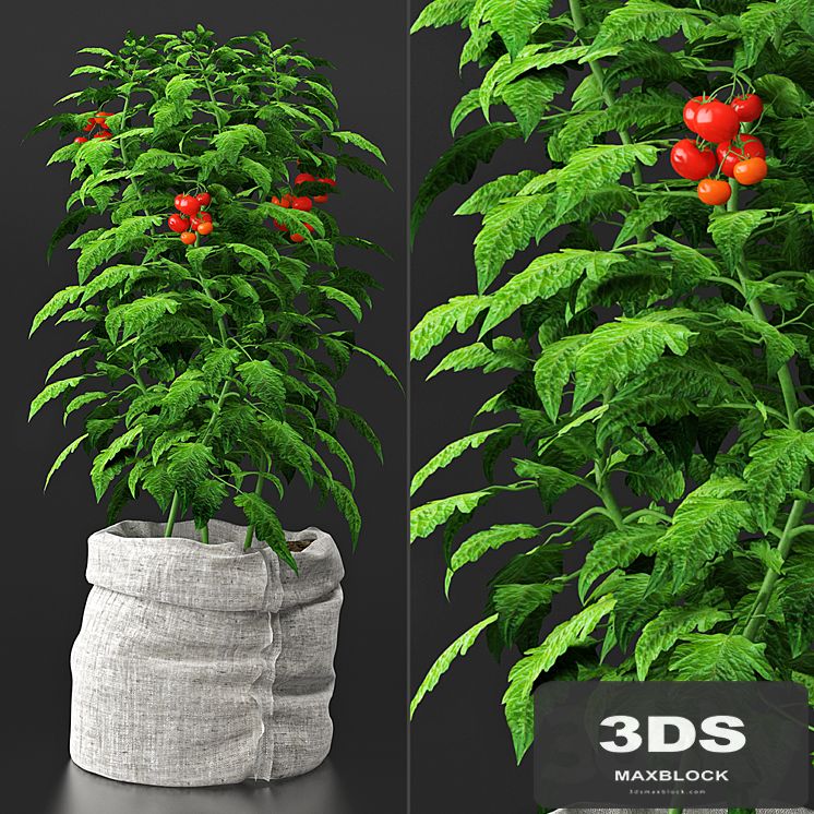 Tomato plant