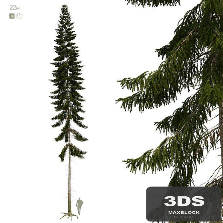 Spruce 22m