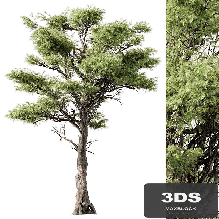Big Maple Tree - Set 148