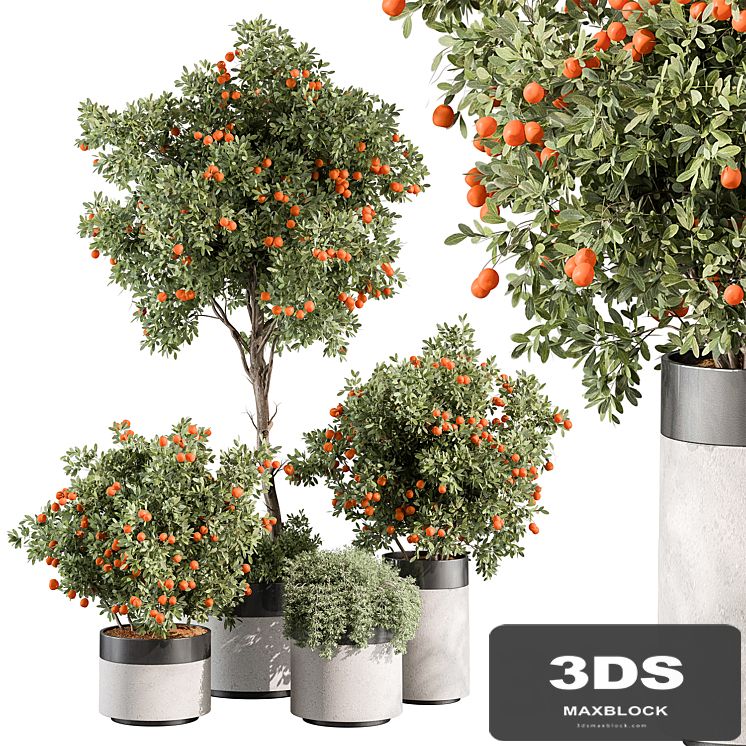 Outdoor Plant 513 - Orange Tree
