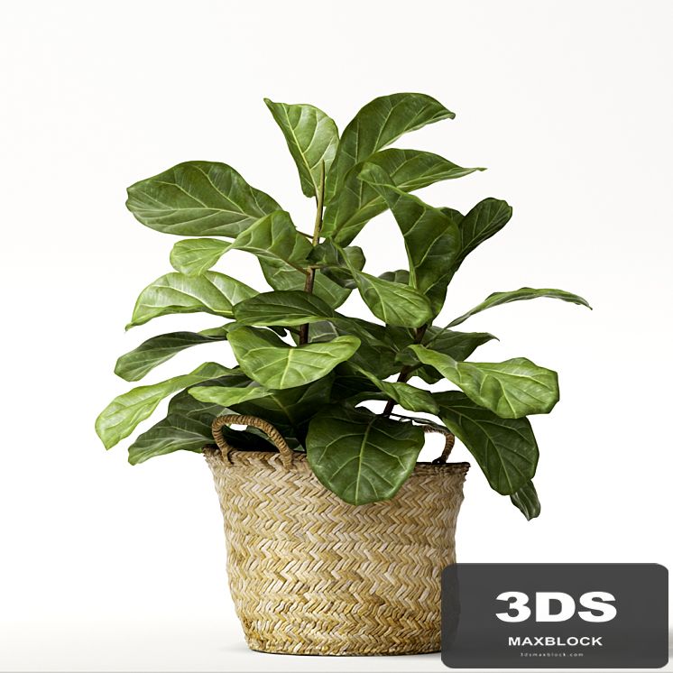 ficus lyrata №2