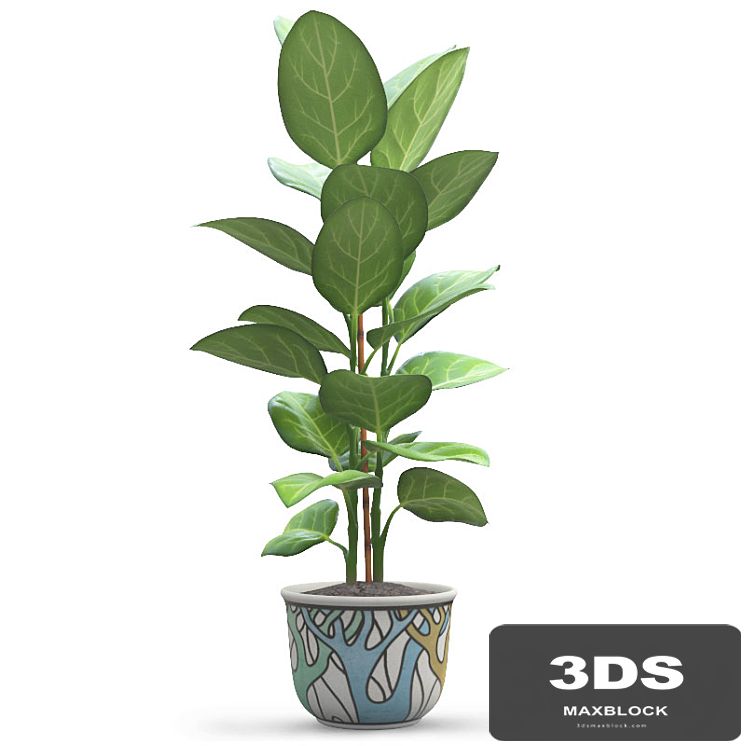 Andre Ficus