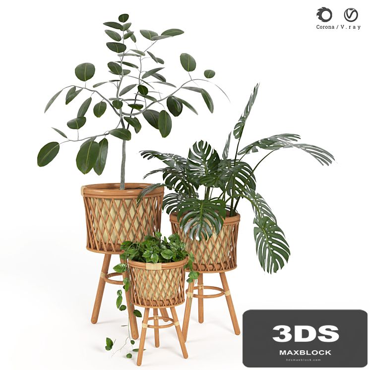 plant indoor 02