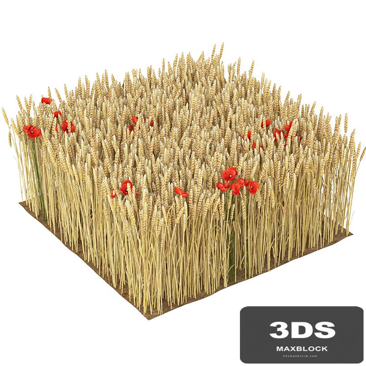 Wheat
