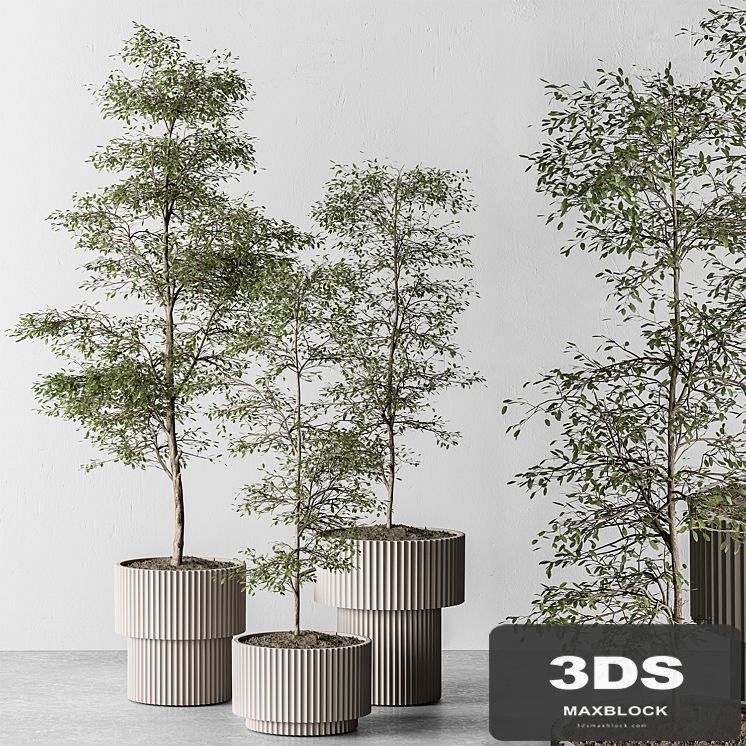 indoor Plant 497 - Sapling Tree