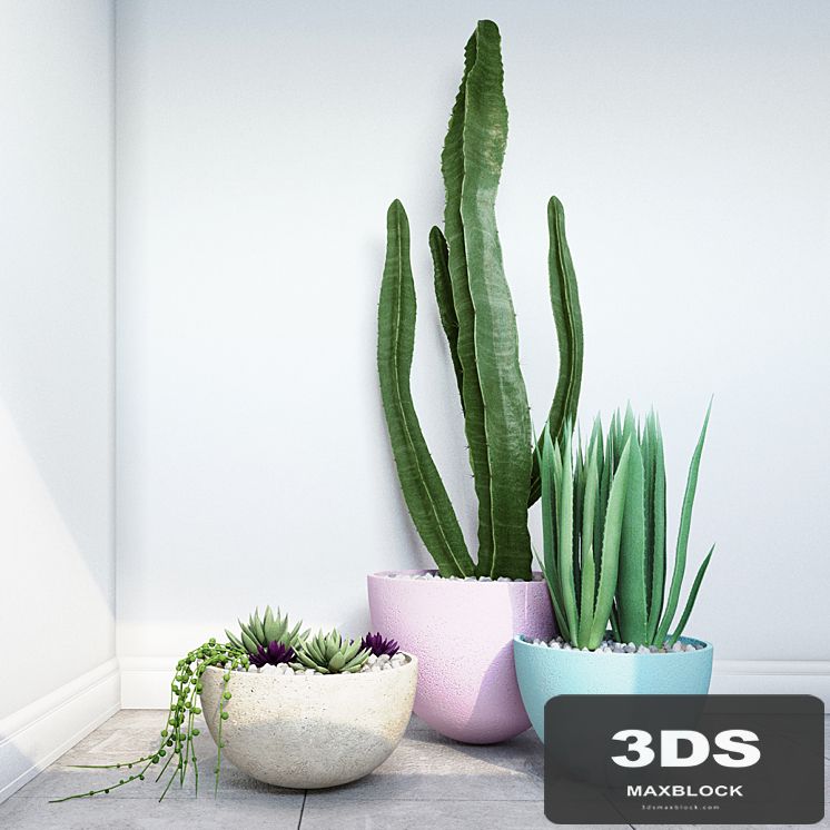Cactus