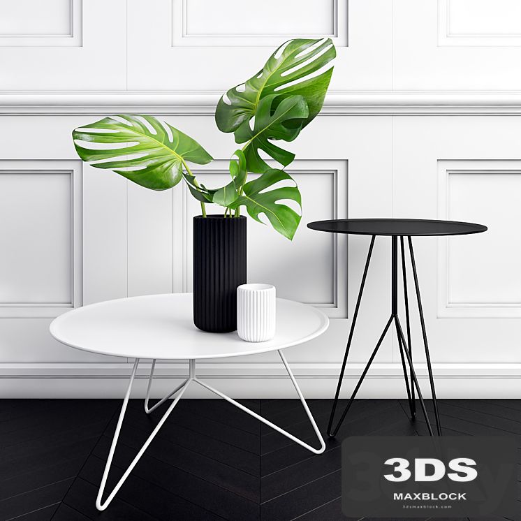 Philodendron