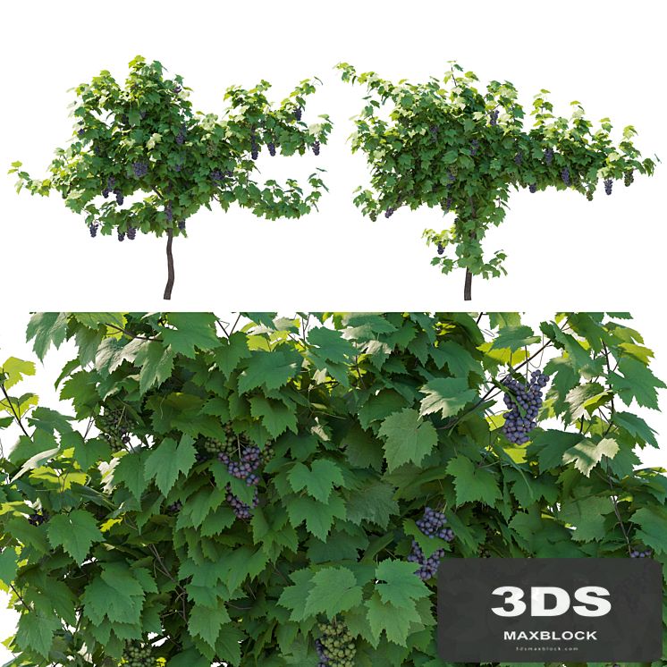 Vines grapes fruits