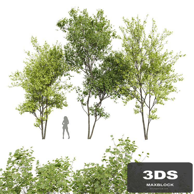 New Plant Real Tree Acer Saccharinum Spring Summer