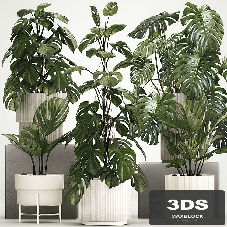 A beautiful interior potted plant is a decorative monstera bush. Set of plants 1213