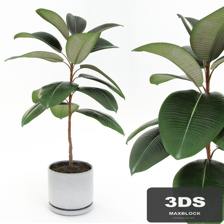 Ficus elastica decora (small)