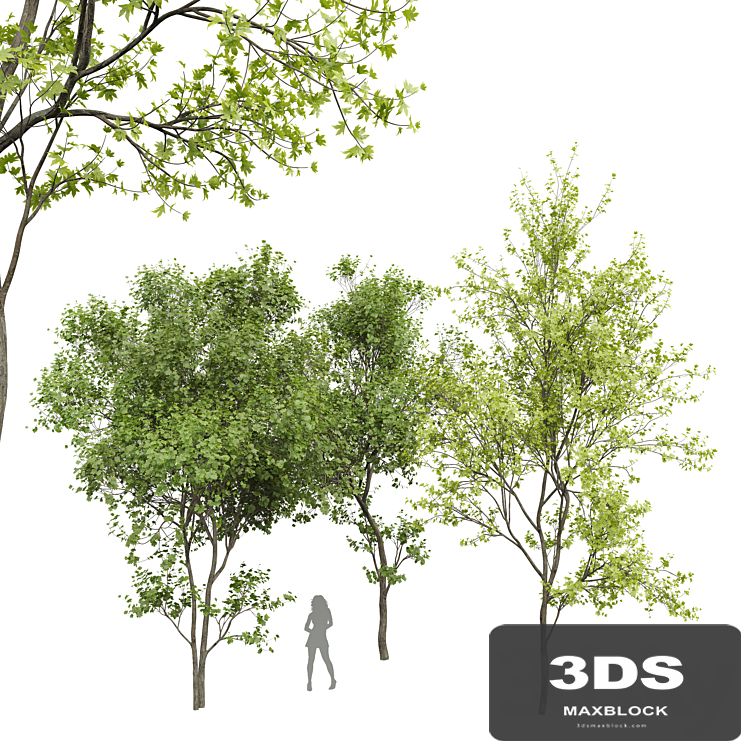 New Plant Real Tree Acer Saccharinum Spring Summer001