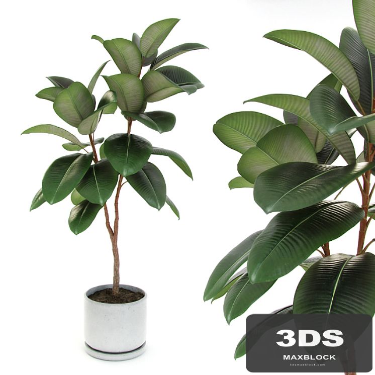 Ficus elastica decora (medium)