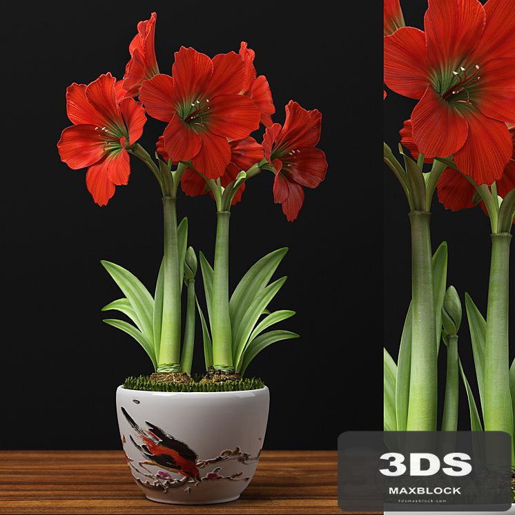 RED AMARYLLIS