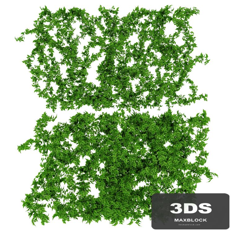 Wall of vine leaves