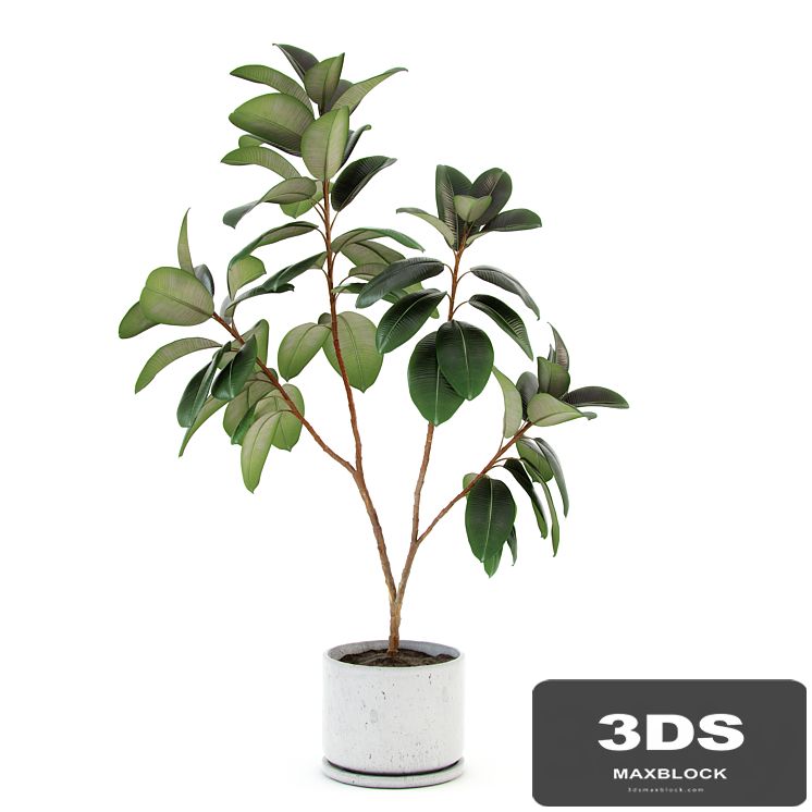 Ficus elastica decora (large)