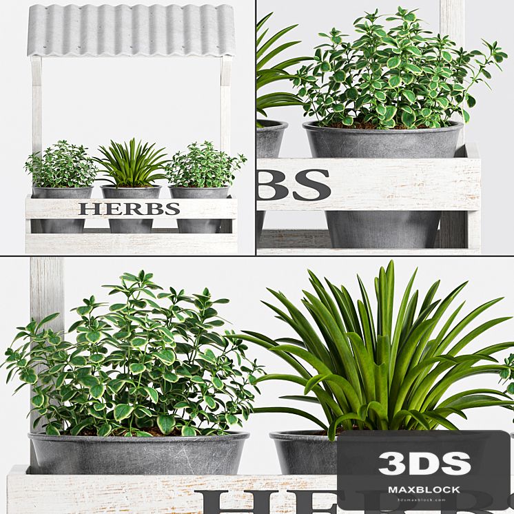 Herbs Plant -23