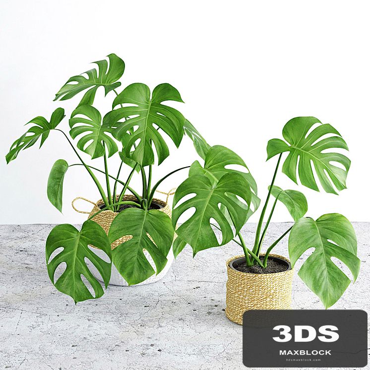 Monstera 3