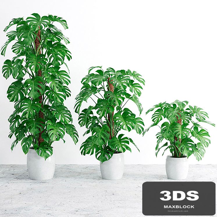 Monstera 4