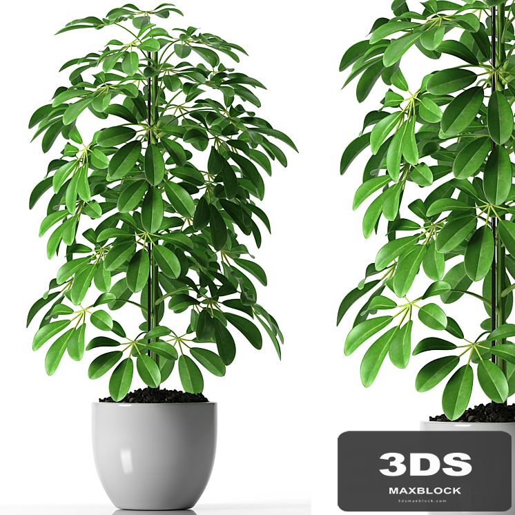 SCHEFFLERA PLANTS 35
