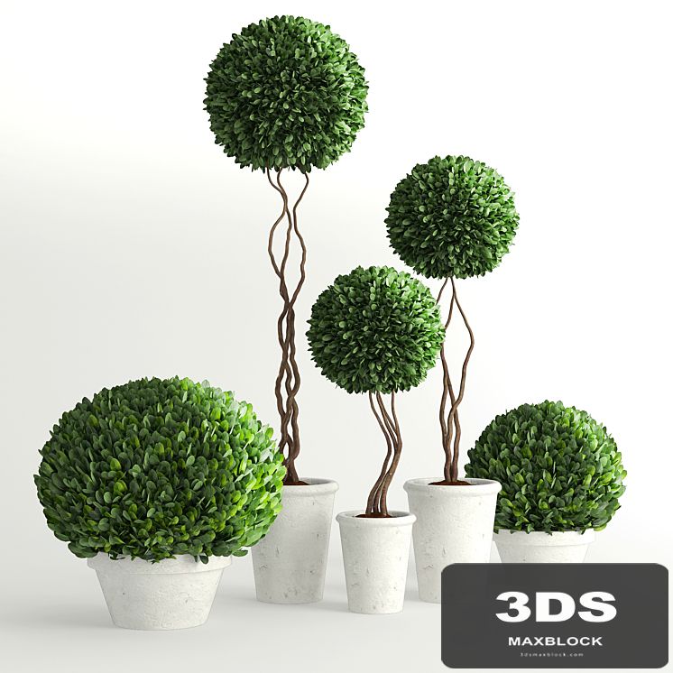 Collection of Plants 2