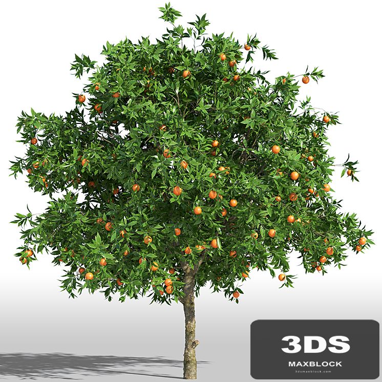 Orange Tree / Orange tree
