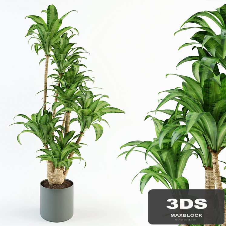Dracaena